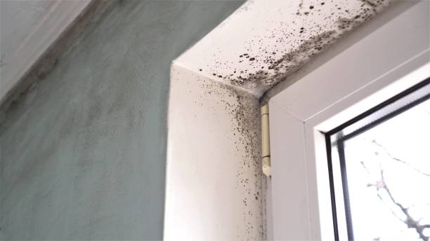 Trusted Mechanicsville, VA Mold Remediation Experts