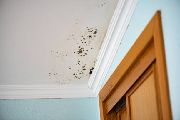 Best Preventive Mold Services in Mechanicsville, VA