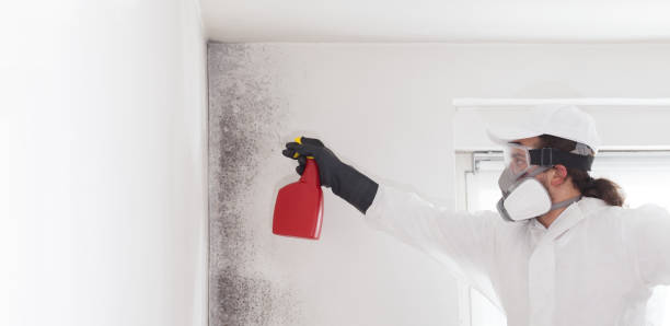 Best Emergency Mold Remediation in Mechanicsville, VA
