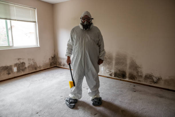 Best Attic Mold Remediation in Mechanicsville, VA