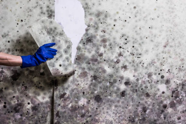 Mechanicsville, VA Mold Remediation Company