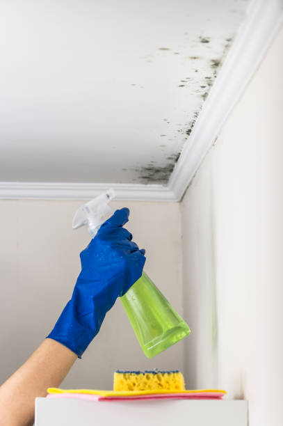 Best Mold Remediation for Schools in Mechanicsville, VA