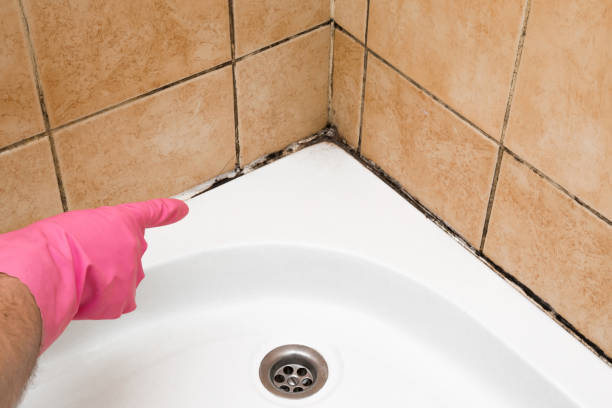 Best Insurance-Related Mold Remediation in Mechanicsville, VA
